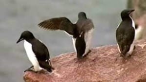 tp-nu-murres2007