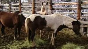 tp-yukon-wild-horses100929