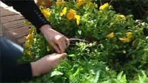 tp-ott-horticulture-algonqu
