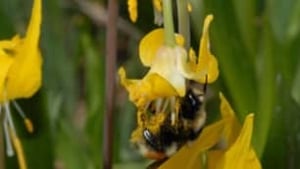 tp-100907-bee-with-glacier-lily