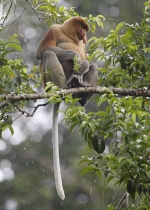 091023-proboscis-monkey-ap-