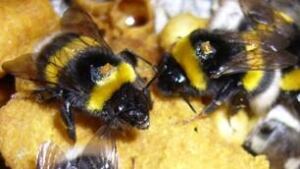 bumblebee_rfid_2
