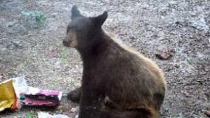 bc-100625-naramata-bear