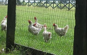 chickens-canadaville-306