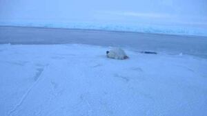 north-paulatuk-rescue-new