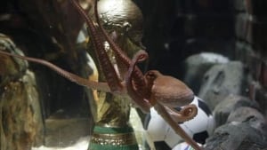 w-paul-octopus-cp-rtr2gcln