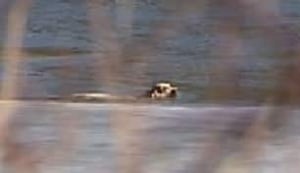 tp-edm-dog-river