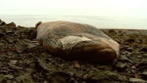 ns-dead-whale
