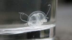 jellyfish2
