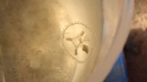jellyfish3