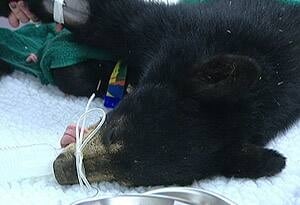 bear2-surgery-cbc-300-100819