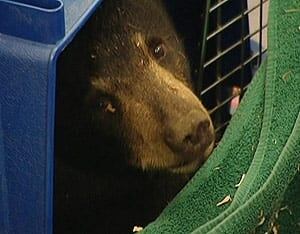 bear1-surgery-cbc-300-100819