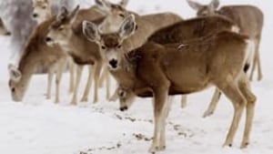 cgy-mule-deer