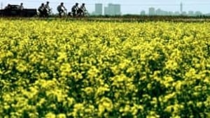 tp-100806-canola-ap-1067298