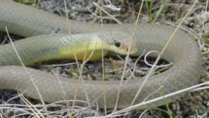 sk-snake-poullin-100218