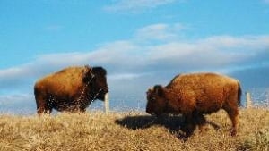 tp-ed-bison