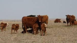 tp-cowcalf-alberta