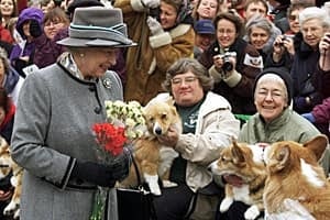 ii-queencorgis-300-cp-77636