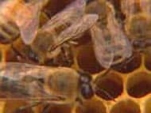 bees071226