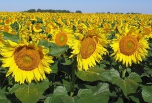 Sunflower 7989154