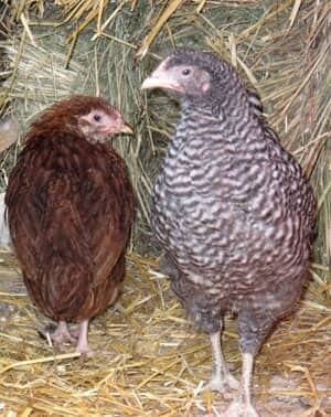 cgy-backyard-chickens