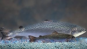 pe-aquabounty-salmon