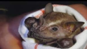 sk-bats-drinking-belize