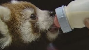 red-pandas2