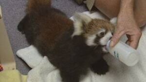 red-pandas3