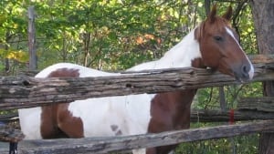 tp-intersex-horse8390913