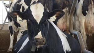 tp-twitter-cow
