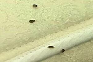 s_pe-bedbugs-mattress