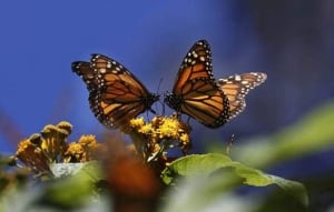 monarchs-584-6326881