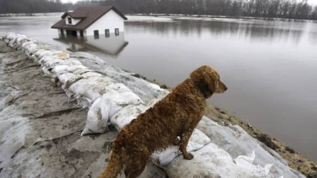 flood-dog-cp-w6458861