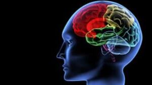 brain-forbes-306