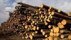 bc-generic-forestry-logs