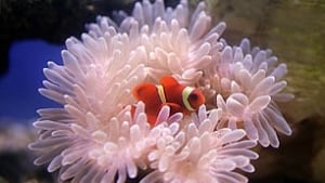 tp-clown-fish-and-sea-anemone-ap-3987933