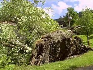 tree-on-house-corner-brook-300px