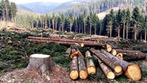 bc-100322-forest
