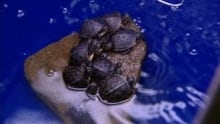 ns-blandings-turtle