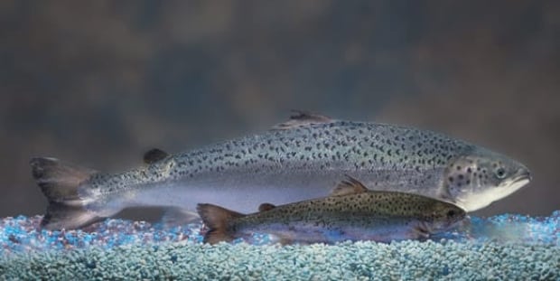 w-aquabounty-salmon