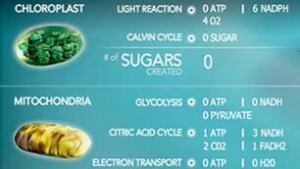 gdl-light-reaction