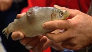 tp-edm-fish