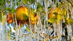 oranges