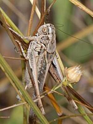 101110-tuberous-bushcricket-200px