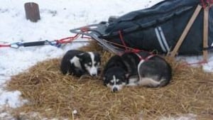 mb-musher-trek-facebook