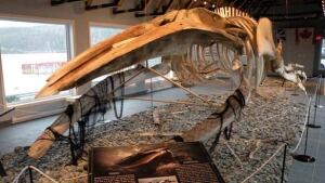 nl-humpback-skeleton1