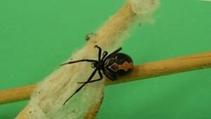 tp-spider-katipo