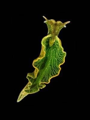 green-sea-slug