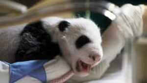 tp-101008-spain-panda-cub-9552650